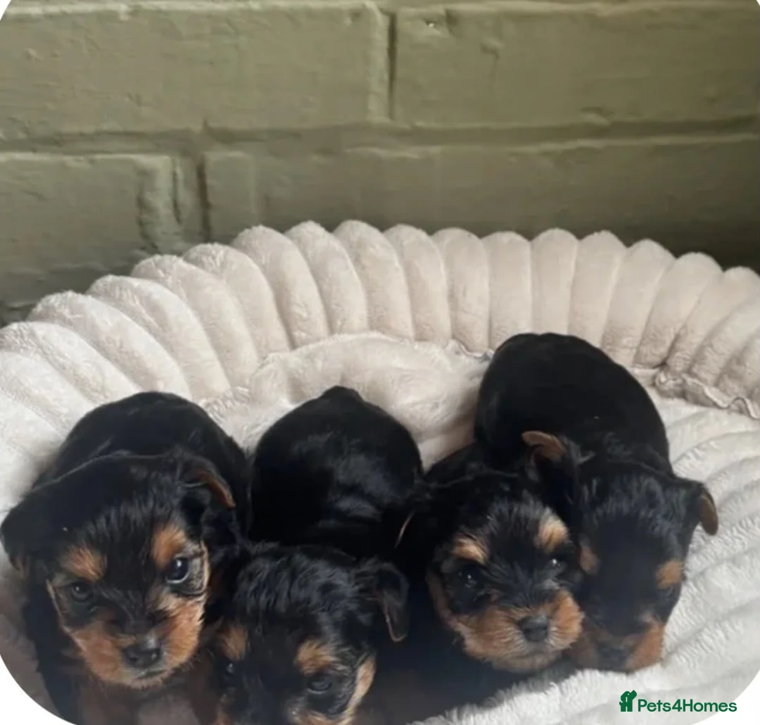 Yorkshire Terrier dogs for sale: Gorgeous Yorkshire terrier Puppies  - Advert 2