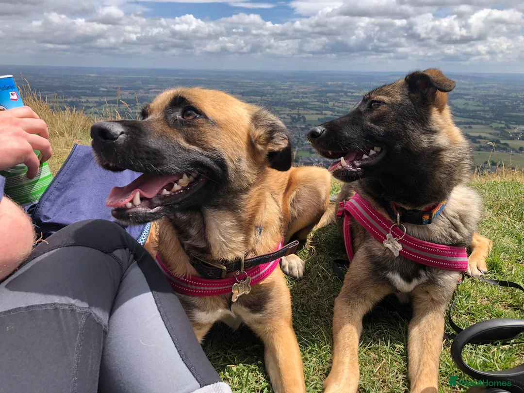 Mixed Breed dogs for adoption: Maple - Advert 7