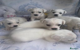 Mixed Breed dogs for sale: Frenchie x miniature poodle puppies  - Image 6