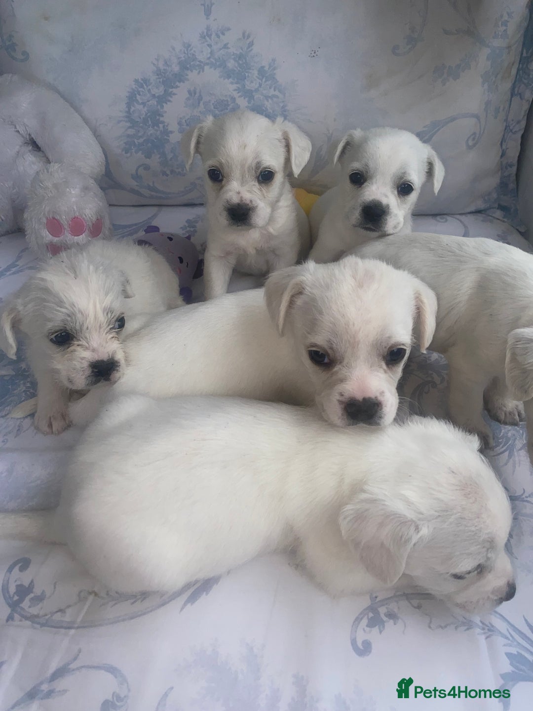 Mixed Breed dogs for sale: Frenchie x miniature poodle puppies  - Image 6