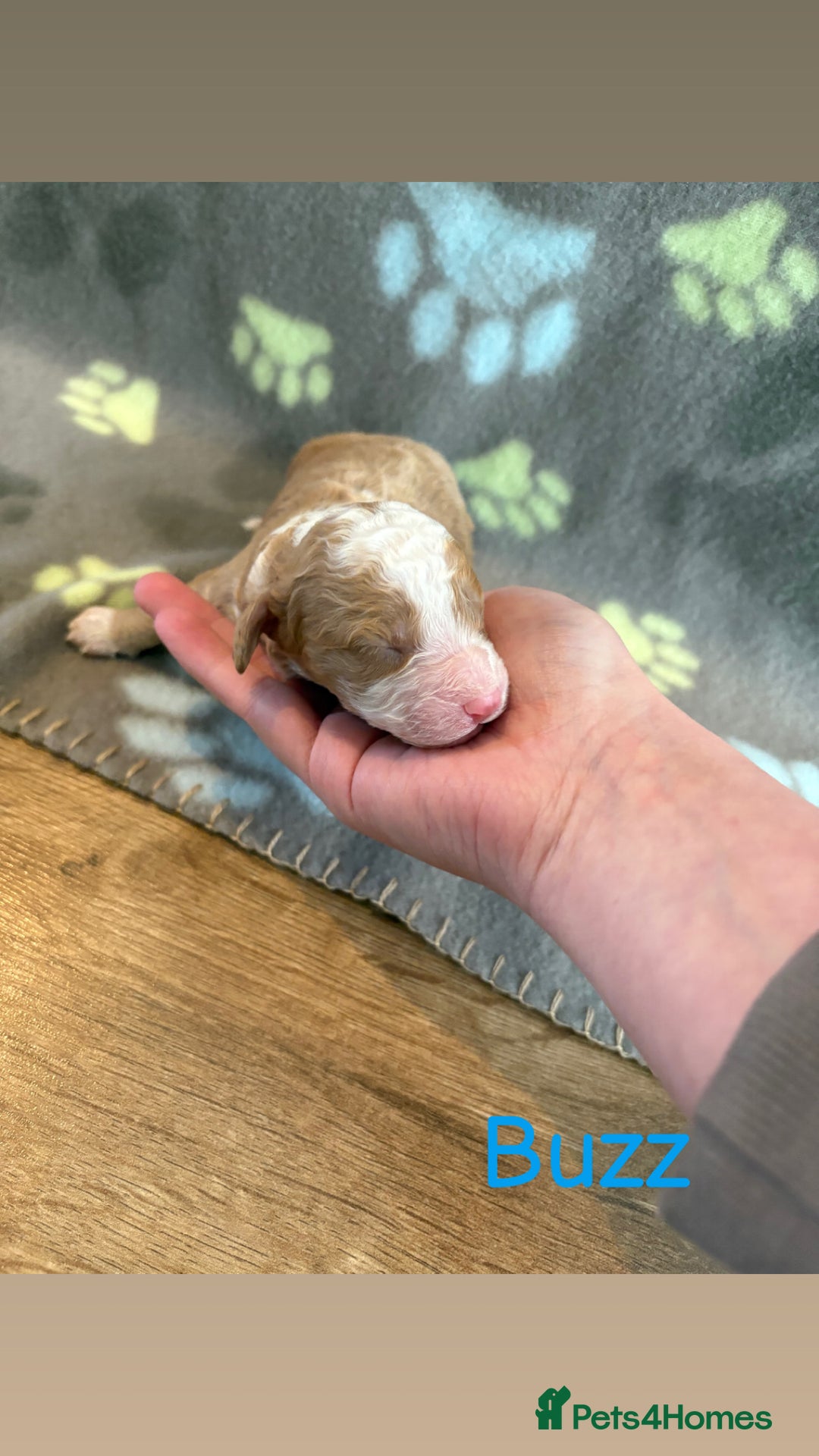 Cockapoo dogs for sale: 🐶🐾Cockapoo puppies 🐶🐾 - Advert 6