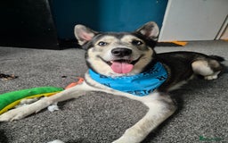 Siberian Husky dogs for stud: Beautiful and friendly Male dog for STUD ONLY - Advert 2