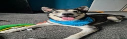Siberian Husky dogs for stud: Beautiful and friendly Male dog for STUD ONLY - Advert 2