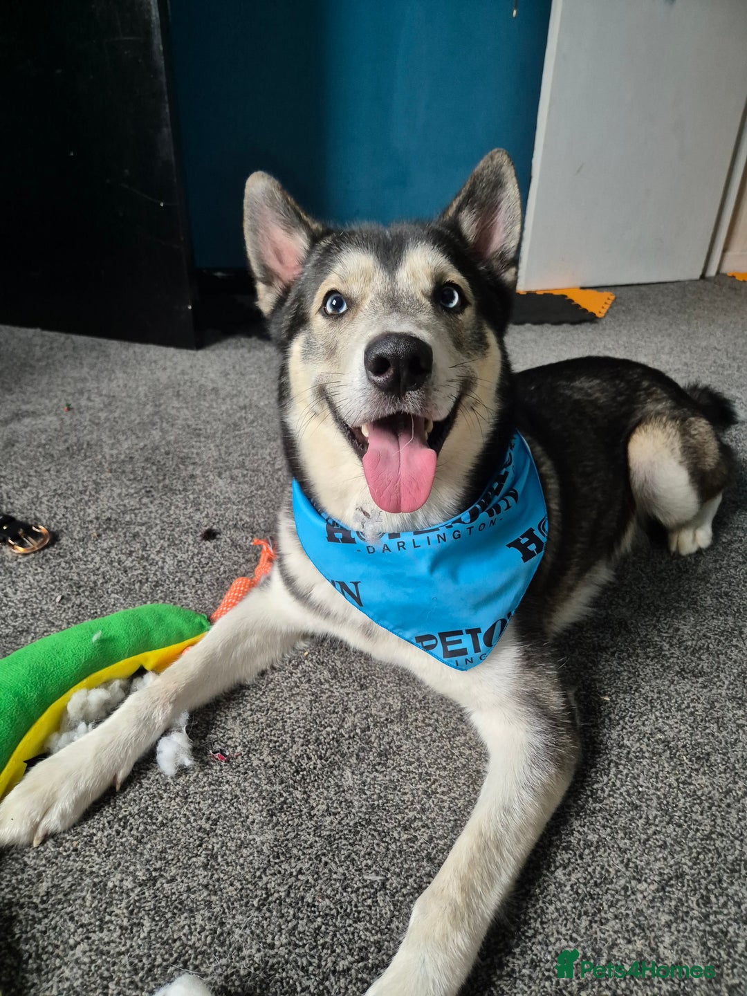 Siberian Husky dogs for stud: Beautiful and friendly Male dog for STUD ONLY - Advert 2