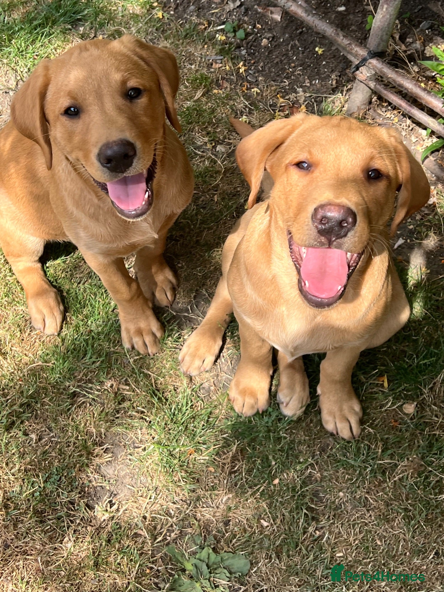 Labrador Retriever dogs Gorgeous Pedigree Labrador Puppy LAST ONE! - Advert 2