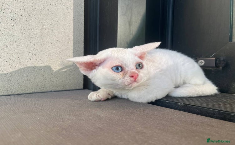 Devon Rex cats - Advert 2