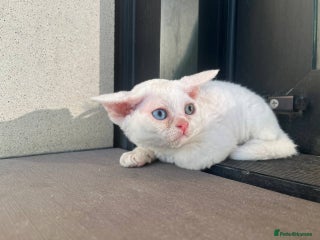 Devon Rex cats - Advert 2