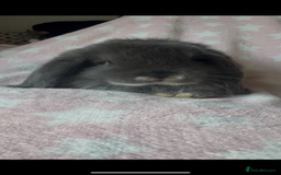 Mini Lop rabbits for sale: New litter added, Mini lop baby bunny rabbits  - Image 4