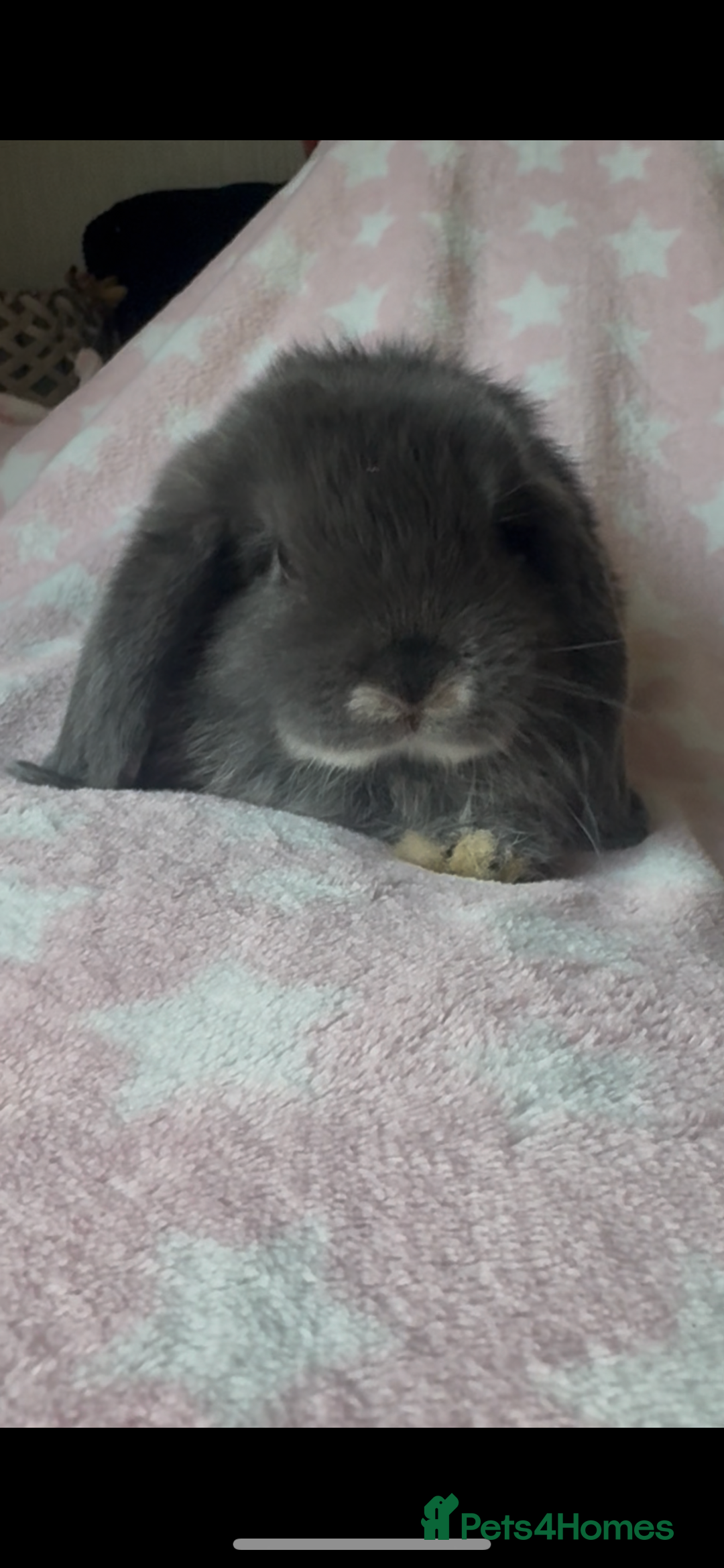 Mini Lop rabbits for sale: New litter added, Mini lop baby bunny rabbits  - Image 4