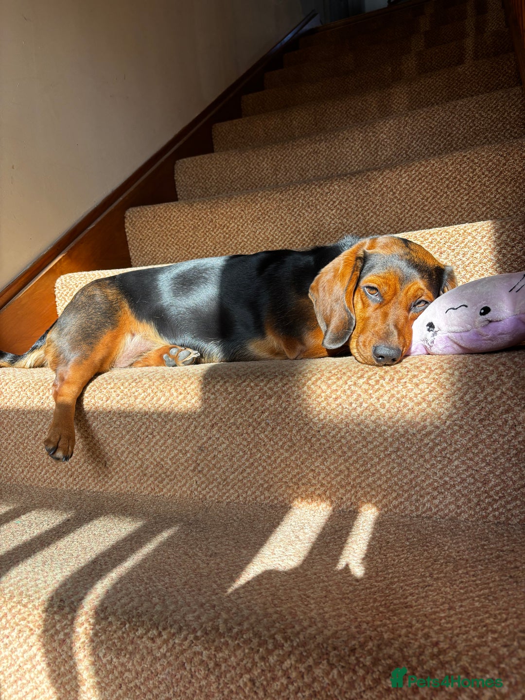 Mixed Breed dogs for sale: Luna  - Advert 3