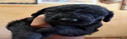 Mixed Breed dogs for sale: Bedlington x Whippet Lurcher puppy’s  in Westerham - Advert 1