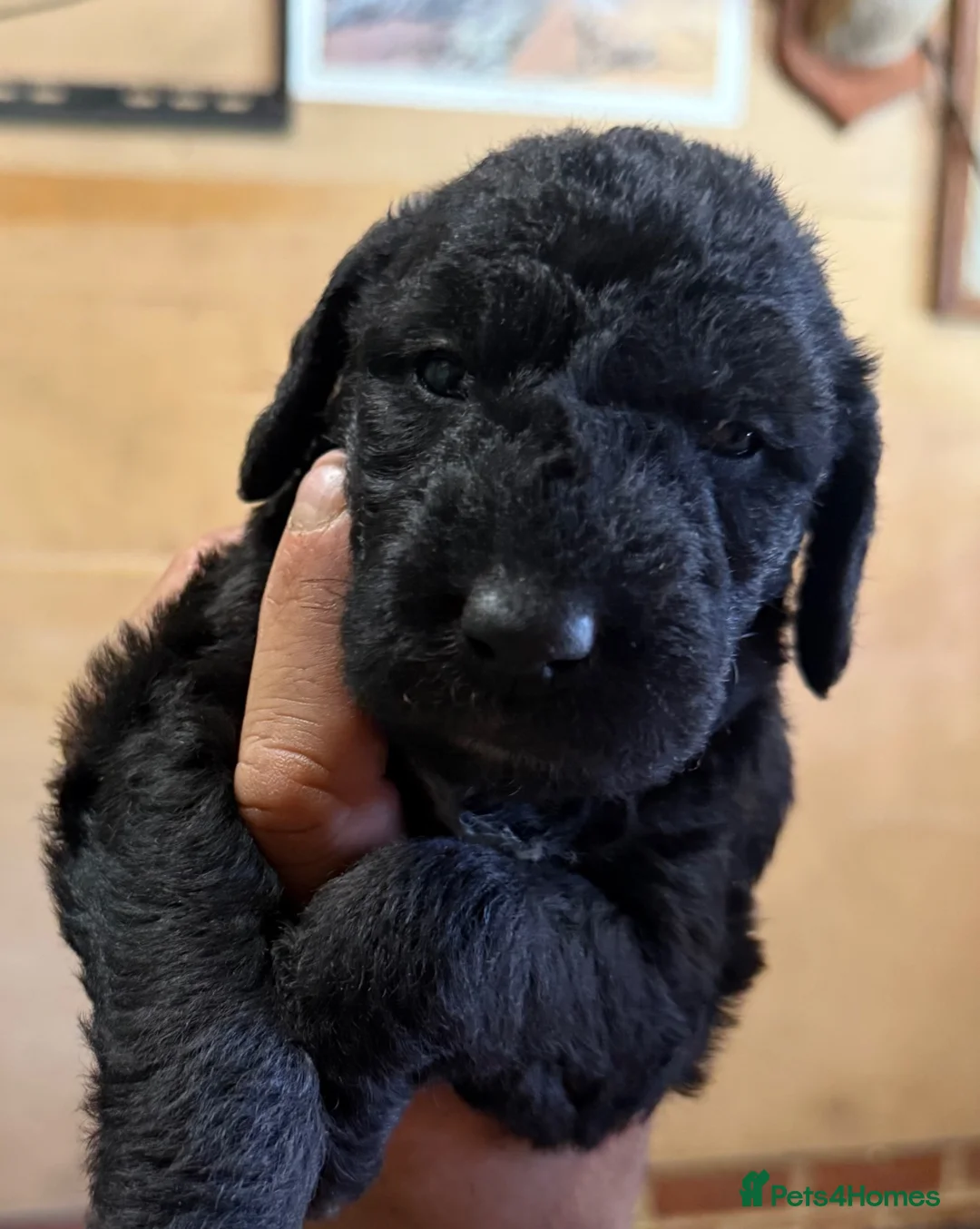 Mixed Breed dogs for sale: Bedlington x Whippet Lurcher puppy’s  in Westerham - Advert 1