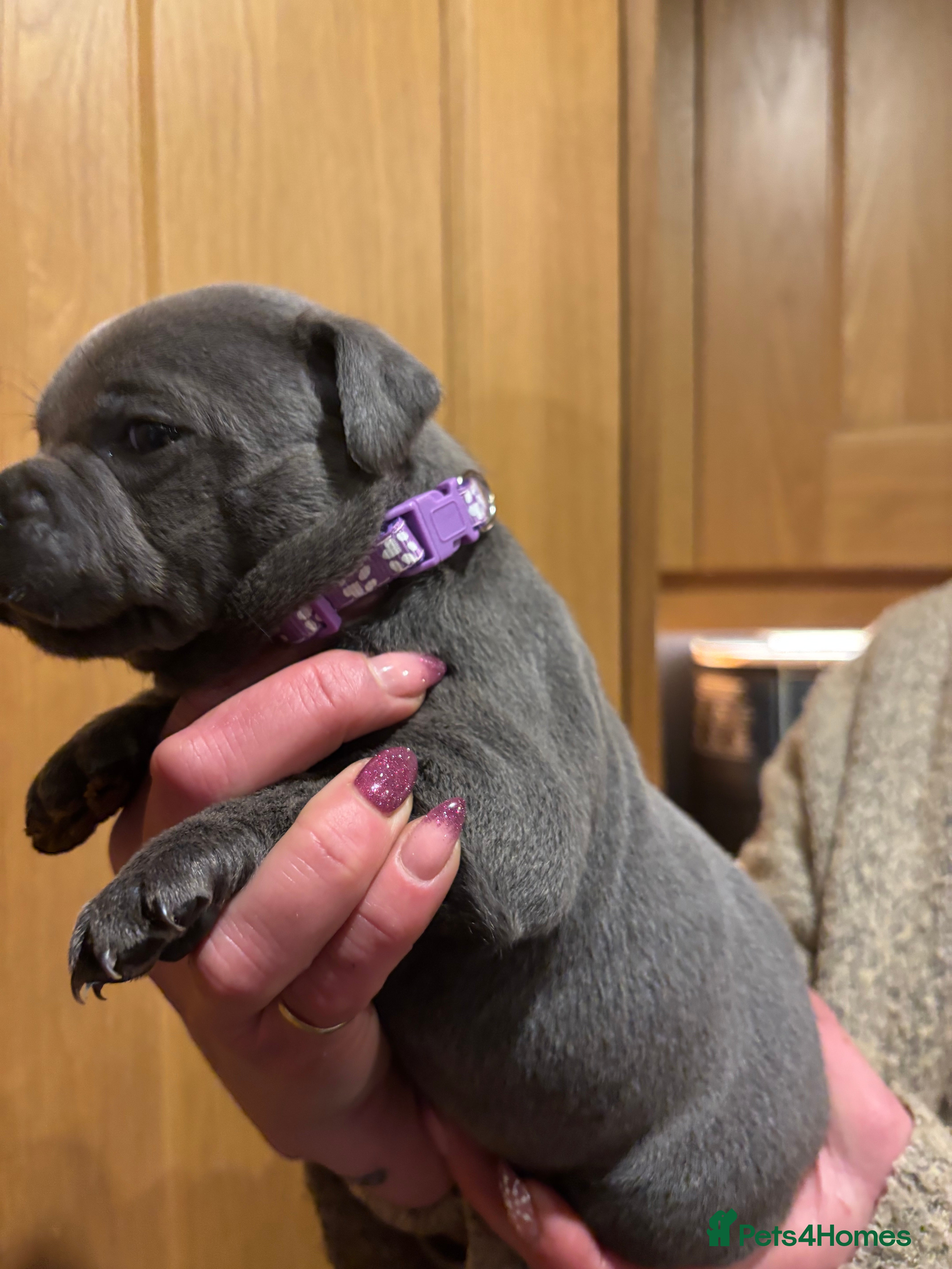 Staffordshire Bull Terrier dogs Blue KC reg BULLSCAFF Staffordshire bull terriers  - Advert 1