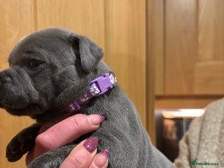 Staffordshire Bull Terrier dogs Blue KC reg BULLSCAFF Staffordshire bull terriers - Advert 1