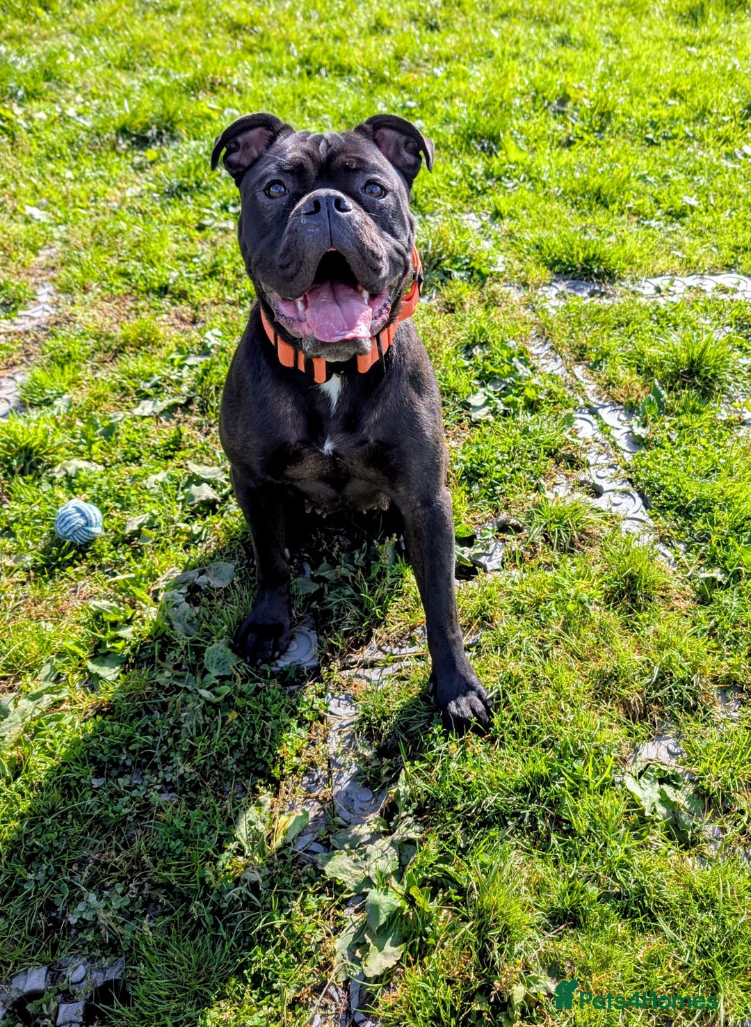 Old Tyme Bulldog dogs for sale: Female old tyme bulldog - Advert 3