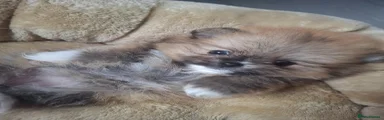 Pomeranian Puppy 5