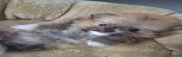 Pomeranian dogs for sale: 5 Beautiful pomeranian puppies in Durham - Advert 7