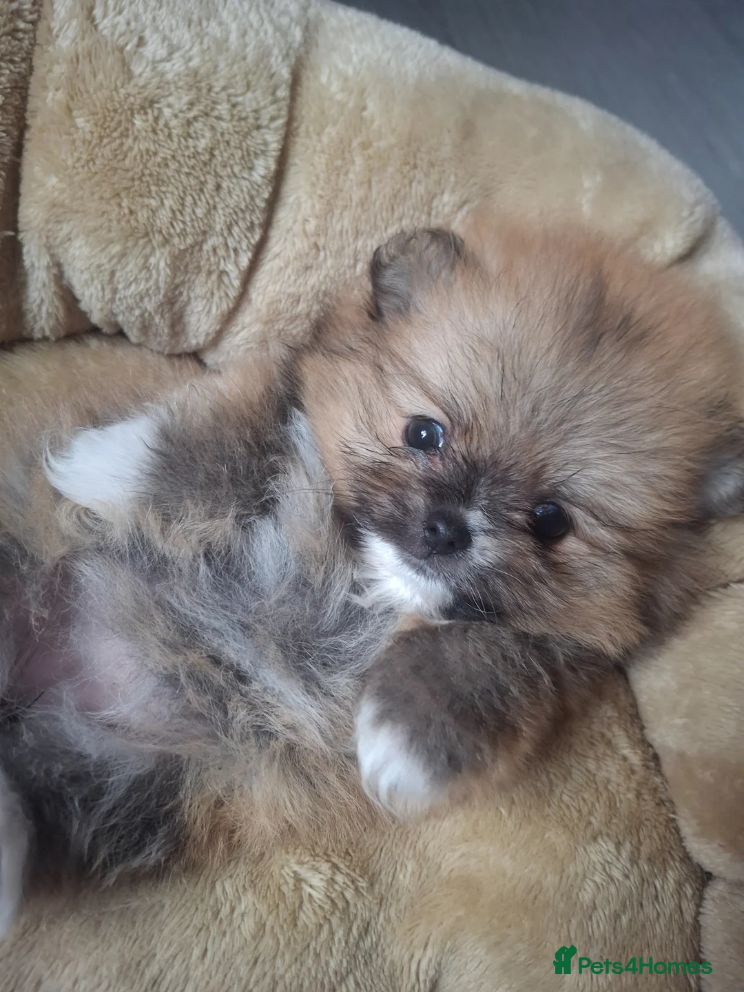 Pomeranian dogs for sale: 5 Beautiful pomeranian puppies in Durham - Advert 7