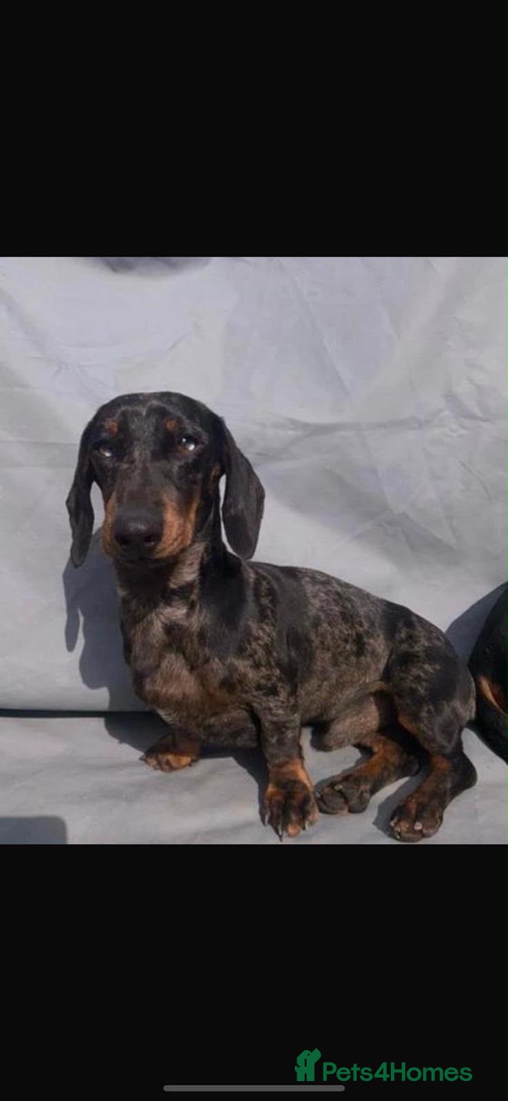 Miniature Dachshund dogs Miniature dachshund  - Advert 1