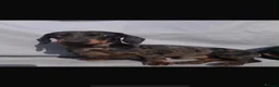 Miniature Dachshund dogs for sale: Miniature dachshund  in Edinburgh - Advert 1