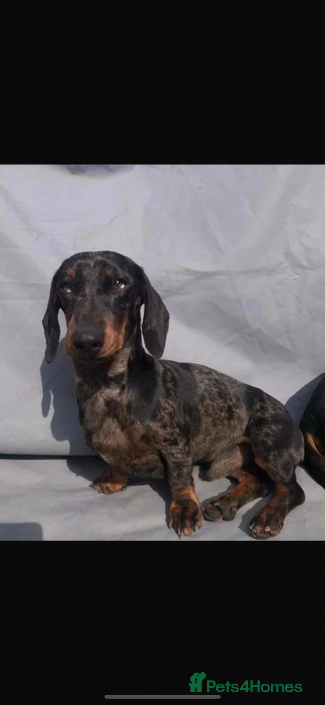 Miniature Dachshund dogs for sale: Miniature dachshund  in Edinburgh - Advert 1