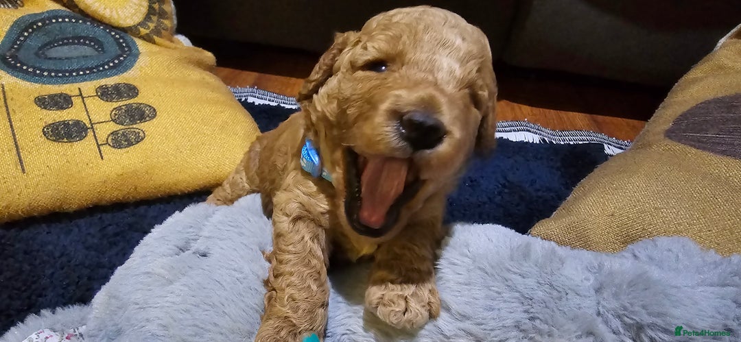 Cockapoo dogs for sale: Adorable cockapoo  - Image 9