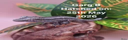 Gecko reptiles for sale: Gargoyle Gecko Hatchlings/Juveniles - Advert 3
