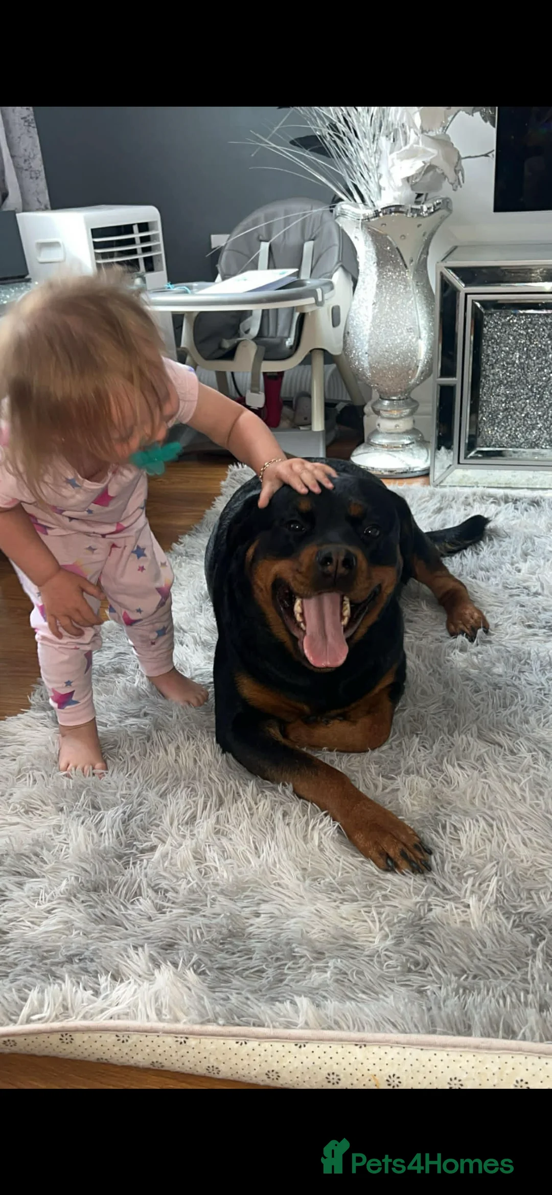 Rottweiler dogs for sale: Rottweiler puppies for sale  in Accrington - Advert 2
