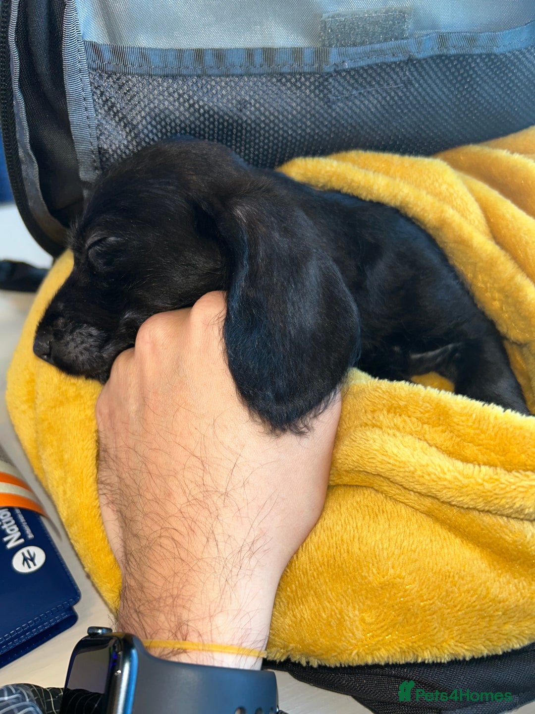 Doxiepoo dogs for sale: Doxiepoo - Image 7