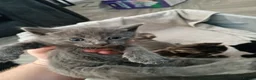 Mixed Breed cats for sale: 3/4 Maine coon kittens  - Advert 12