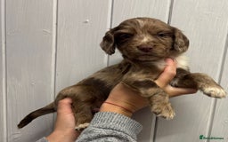 Sprocker dogs for sale: Beautiful Litter Of Sprocker Puppies   - Image 2