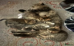 Maine Coon cats for sale: Beautiful tabby Maine Coon X kittens  - Image 23