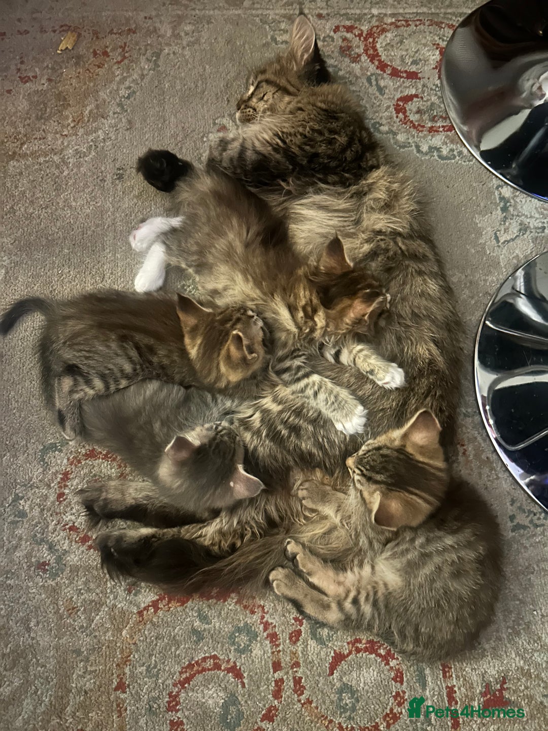 Maine Coon cats for sale: Beautiful tabby Maine Coon X kittens  - Image 23