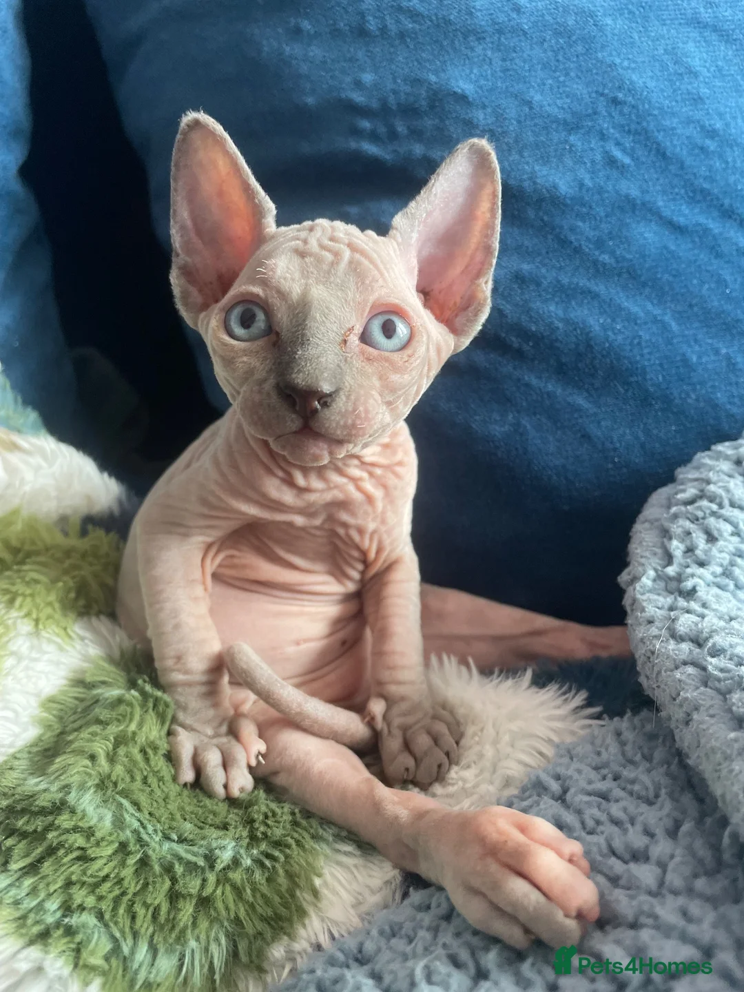 Sphynx cats for sale: Sphynx kittens ready in 3 weeks  - Advert 12