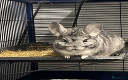 Chinchilla rodents for sale: 2 Male Chinchillas 18months old  - Image 2