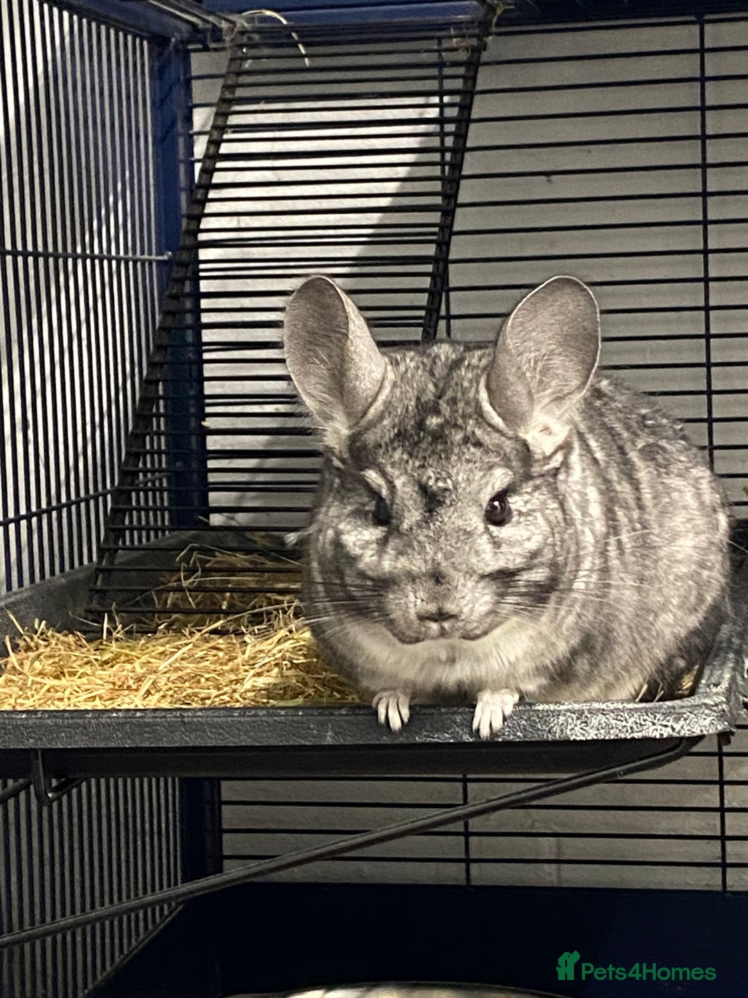 Chinchilla rodents for sale: 2 Male Chinchillas 18months old  - Image 2