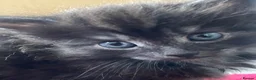 Mixed Breed cats for sale: Extra fluffy kittens - Advert 18