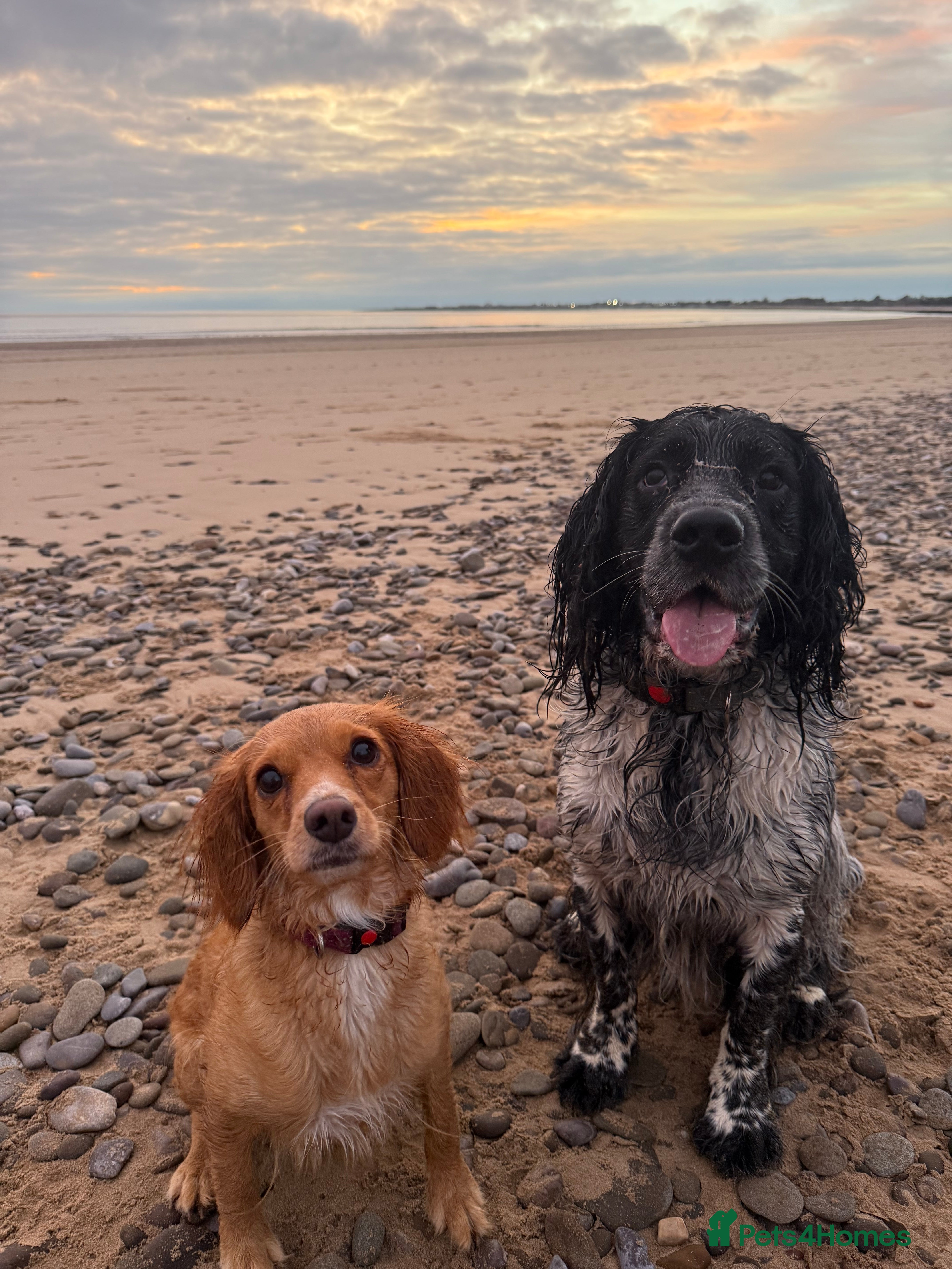 Mixed Breed dogs Spaniel Puppies For Sale - Advert 3