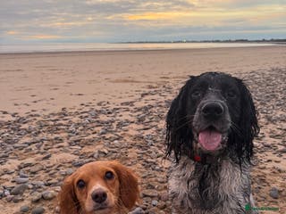 Mixed Breed dogs Spaniel Puppies For Sale - Advert 1