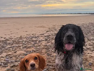 Mixed Breed dogs Spaniel Puppies For Sale - Advert 2