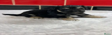 Miniature Schnauzer 3