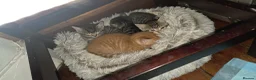 Mixed Breed cats for sale: 4 Male Kittens  in London - Advert 10