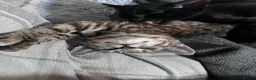 Mixed Breed cats for sale: Affectionate 16 Week Old Kittens - Advert 4
