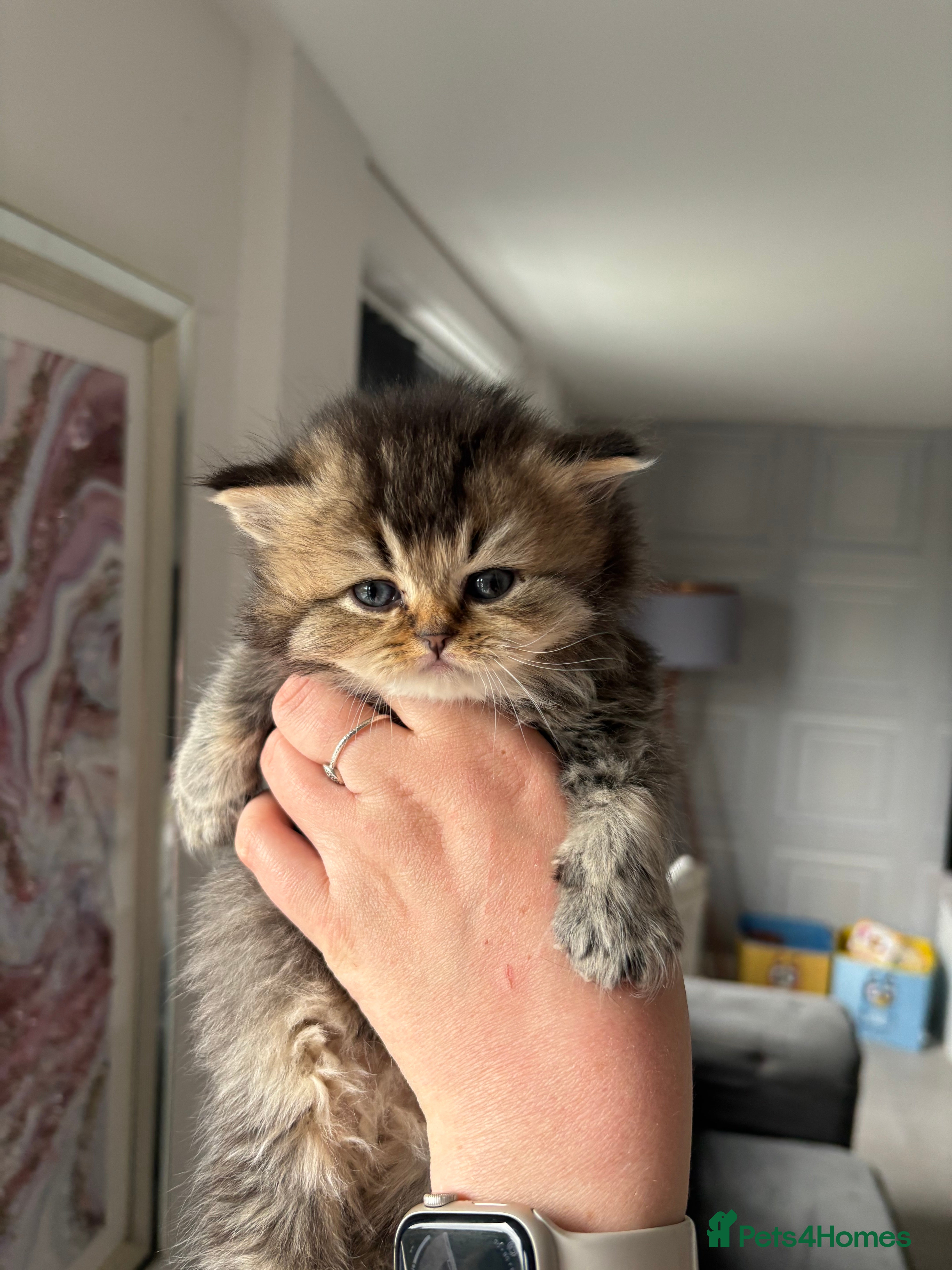 British Shorthair cats British shorthair kittens  - Advert 16