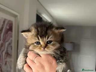 British Shorthair cats British shorthair kittens - Advert 16