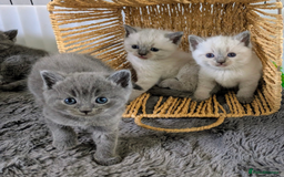 Ragdoll cats for sale: British Ragdoll kittens - Image 19