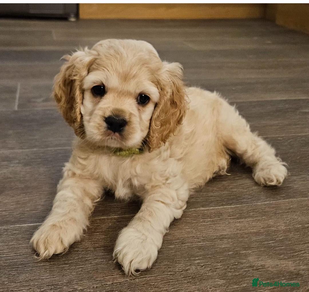 Cockapoo dogs  F1b extensively DNA tested American cockerpoo  - Advert 4