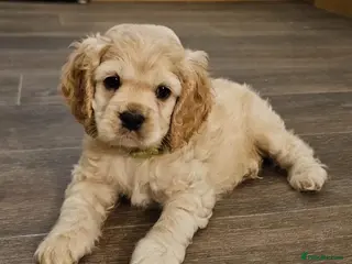 Cockapoo dogs F1b extensively DNA tested American cockerpoo - Advert 4
