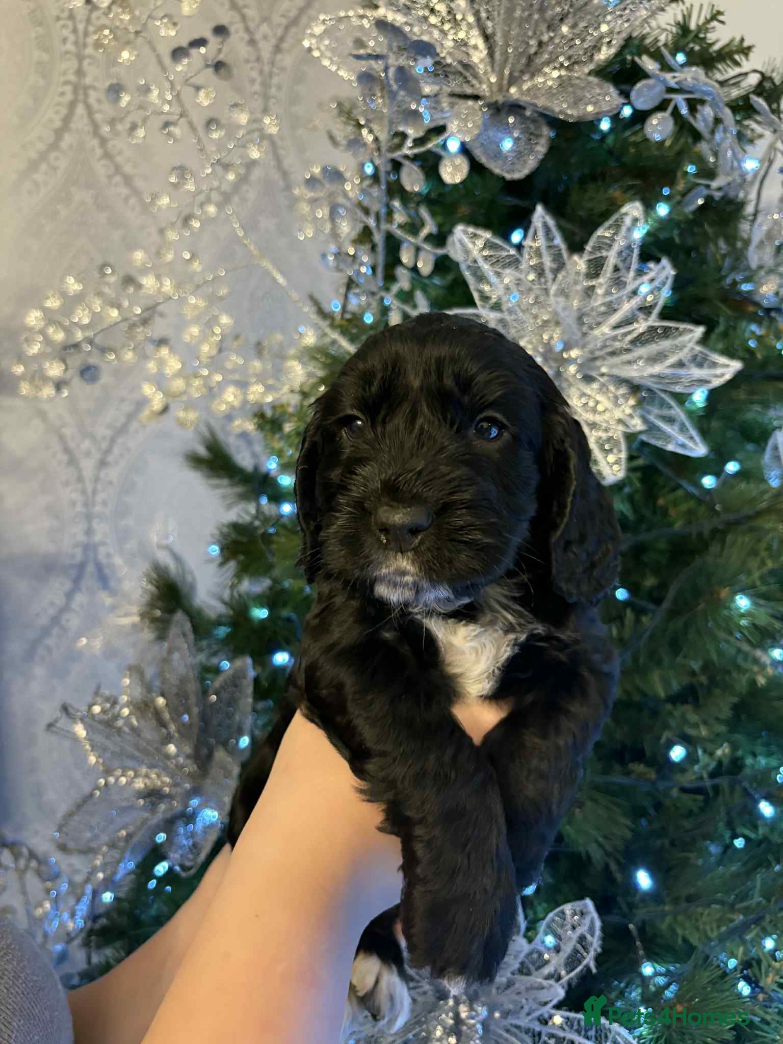 Cockapoo dogs Cockapoo puppies REDUCED - Advert 3