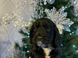 Cockapoo dogs Cockapoo puppies REDUCED - Advert 14